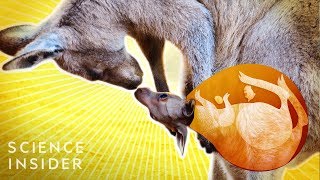 What’s Inside A Kangaroo’s Pouch?