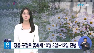 정읍 구절초 꽃축제 10월 3일~13일 진행