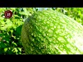 七月采收乐 the joy of vegetable harvest in july