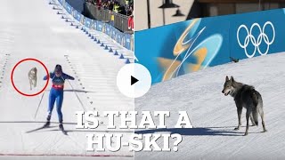 Moment runaway dog interrupts race at Winter Olympics