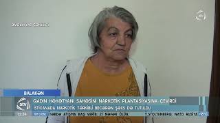 Balakəndə həyətini narkotik plantasiyasına çevirən bir qadın və bir kişi tutuldu