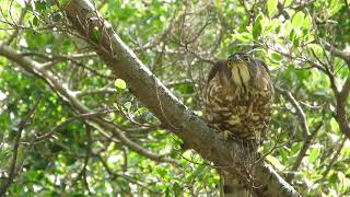 20220731 成功大學鳳頭蒼鷹 – 女叫獸盯松鼠