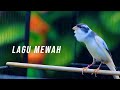 KENARI LAGU MEWAH ISIAN LOVEBIRD, COCOK BUAT MASTERAN KENARI PAUD BELAJAR NGELAGU