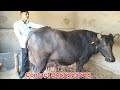 जायज भाव में खरीदे 24 litar दूध की भैंस for sale murrah buffalo dairy farm haryana ki bhains