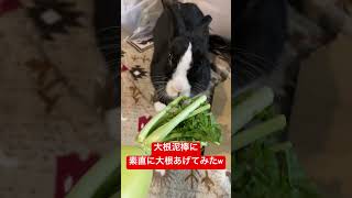 大根泥棒されるから、先に大根を差し出してみたw