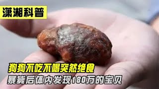 老汉养了8年的狗突然绝食，暴毙后体内发现价值180万的宝贝