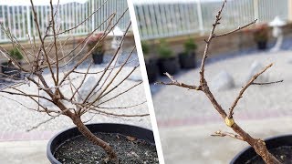 Nanking Cherry (or Satsuki Azalea) Pruning \u0026 Training Single-Trunk Informal-Upright Whip [Dec 2019]