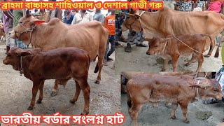 আজ ১৪ -০৯-২১|| ব্রাহমা বাচ্চাসহ শাহিওয়াল ও দেশাল গাভী গরুর দাম |ভারতীয় সীমান্ত সংলগ্ন কালিয়াগঞ্জ হাট