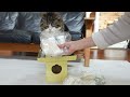 maru enjoys the osechi box.