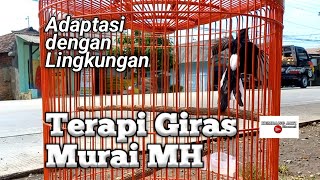 Murai Giras Takut Keramaian || Cara Menjinakan Murai Batu Muda Hutan Giras