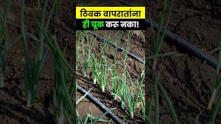 कांद्याच्या गुणवत्तेसाठी ठिबक  drip lateral किती असावे । Drip Irrigation। #agrostar #shorts