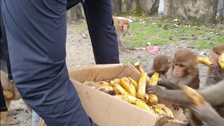 feeding banana to the hungry monkeys