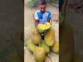 delicious big jackfruits #shortvideo 🌴🌴🌴🌴# brown jackfruits #eating jackfruit #big jackfruit