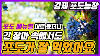 글로바이오 - 최고가를 이끌어 낸 2020 포도농사 - 저온, 폭우 속 착색과 당도를 만드는 방법 그리고 이번 폭우사태 언제까지 갈 것인가?