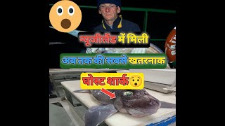 न्यूजीलैंड में मिली खतरनाक घोस्ट शार्क😯#shorts #shortsfeed #youtubeshorts