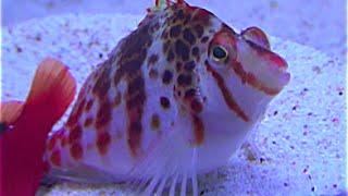 サラサゴンベ　Dwarf hawkfish　Cirrhitichthys falco