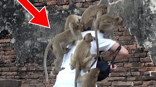 Crazy Lop Buri Monkeys | Phra Prang Sam Yot | Lop Buri City - Thailand Travel 2023