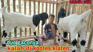 REAKSI BLANTIK CILIK KETIKA GACONYA KALAH