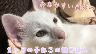 2ヶ月の子猫の朝ごはん #5