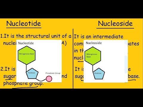 Nucleotide Nucleoside