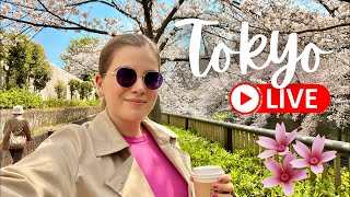 The Last of the Cherry Blossoms | Livestream walking tour of Tokyo! 🇯🇵