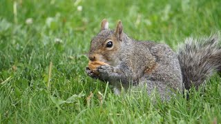 Eastern grey squirrel cracking and eating walnut Start to Finish!