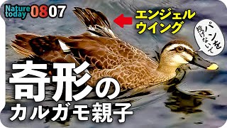 0807【カルガモ親子の悲劇】ハクセキレイが捕食餌やり。食べられるミミズ。エンジェル・ウイング奇形・怪我・雛鳥置き去り・迷子。野鳥に餌やりをあげないで　#身近な生き物語　#カルガモ親子　#ハクセキレイ