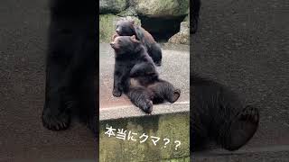 クマ牧場にいたオジサンみたいなクマ