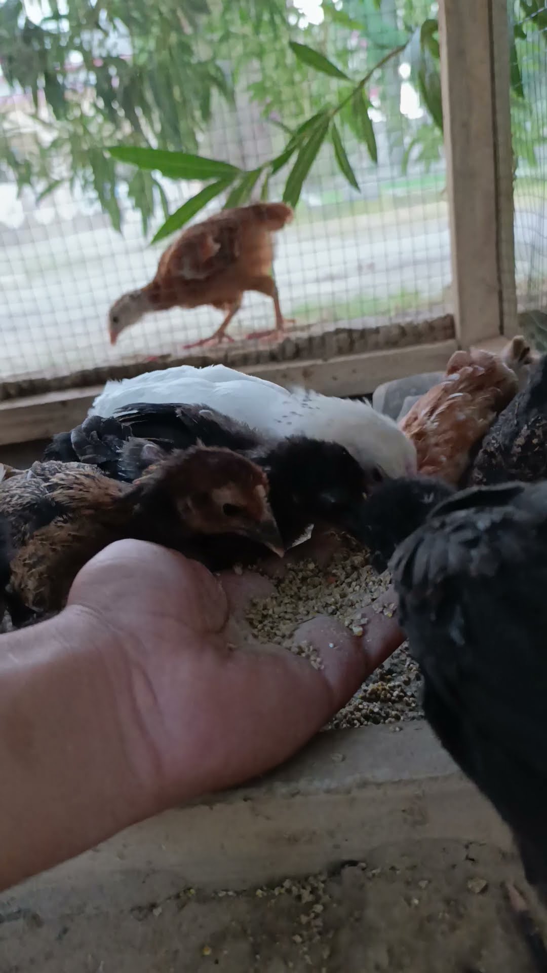 Beautiful Chickes Viral Video Youtube