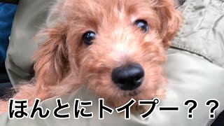 ほんとにトイプ？我が家の犬紹介！【子犬の成長記録】