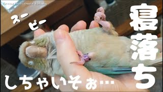 ニギコロ中に寝落ちしそうなウロコインコ〔Sleeping green cheek conure〕