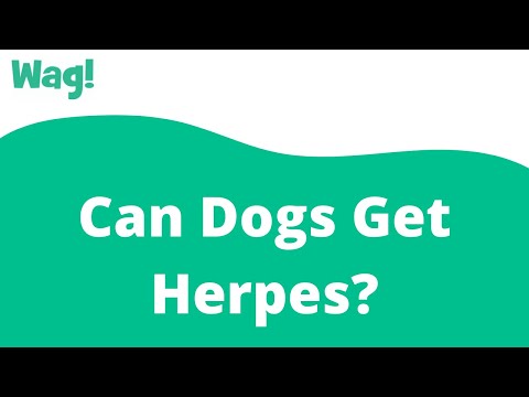 Can dogs catch human herpes?