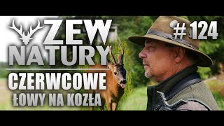 Czerwcowe łowy na Rogacza- @ZEWNATURY#124 #polowanie #przyroda #natura #zwierzęta #dziczyzna