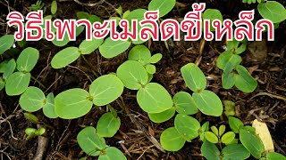 วิธีเพาะเมล็ดขี้เหล็ก สรรพคุณ ช่วยให้นอนหลับสบาย : เกษตรเซราะกราว EP.20