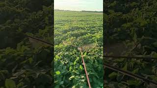 Робота саморобного обприскувача #farming #сільське #agriculture #сільськежиття #саморобнийтрактор