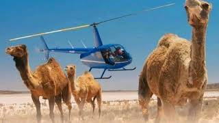 Australia Shoted 1500 Camels  in 1week آسٹریلیا میں ایک ہفتے میں 1500 آونٹ مار ڈالا