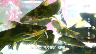 涨知识！可以发出鸭子叫声的鱼！《味道》我的家乡菜·衡阳篇（上）| 美食中国 Tasty China