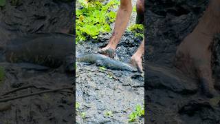 বড় একটা শোল মাছ ছুটে গেছে | A Big Snakehead Fish #bigfish #fishing #minizoo