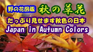 We'll show you plenty.　Japan in Autumn Colors: Wild Flowers (part 4) 野の花図鑑・秋の草花