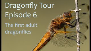 Dragonfly Tour Ep6 - First Dragonflies at Daws Hall: Scarce and Broad Bodied Chasers