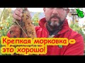 ХОТЬ НА ПЕСКЕ, ХОТЬ НА ГЛИНЕ: сочная, крепкая, вкусная морковь. Несколько простецких советов для вас