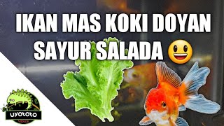 MEMBERI MAKAN IKAN MAS KOKI DENGAN SAYURAN DAUN SALADA