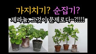 제라늄 가지치기? 순집기?? 그것이 문제로다~, 제라늄 수형 정리 최종본