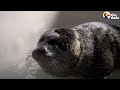 Orphaned Baby Seal Barks At Anyone Who Tries To Clean Her Bathtub  The Dodo