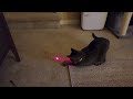 Smart collar with laser for cat