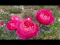 【4k】京成バラ園 keisei rose garden 2022年12月2日の様子