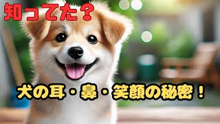 【犬の驚くべき能力！耳・鼻・笑顔に隠された秘密】　#犬の雑学　#いぬ  #犬の豆知識