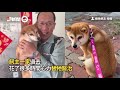 聰明柴犬聽媽喊「親一個」秒獻吻！還會說愛妳❤｜寵物動物｜狗｜柴柴｜聽指令｜萌寵｜精選影片