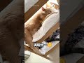 3段ベッドで眠る猫さんたち😌｜peco