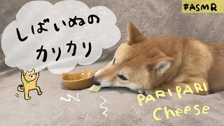 【ASMR】柴犬つくねのASMR〜犬用チーズスライス〜